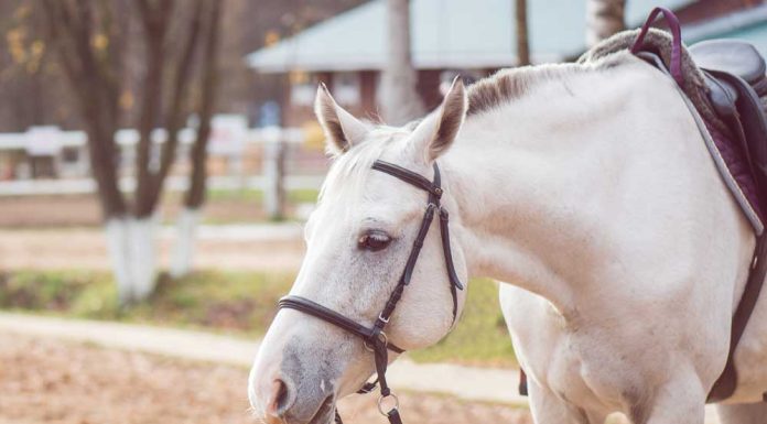 Mr. Lazy Slowpoke Horse