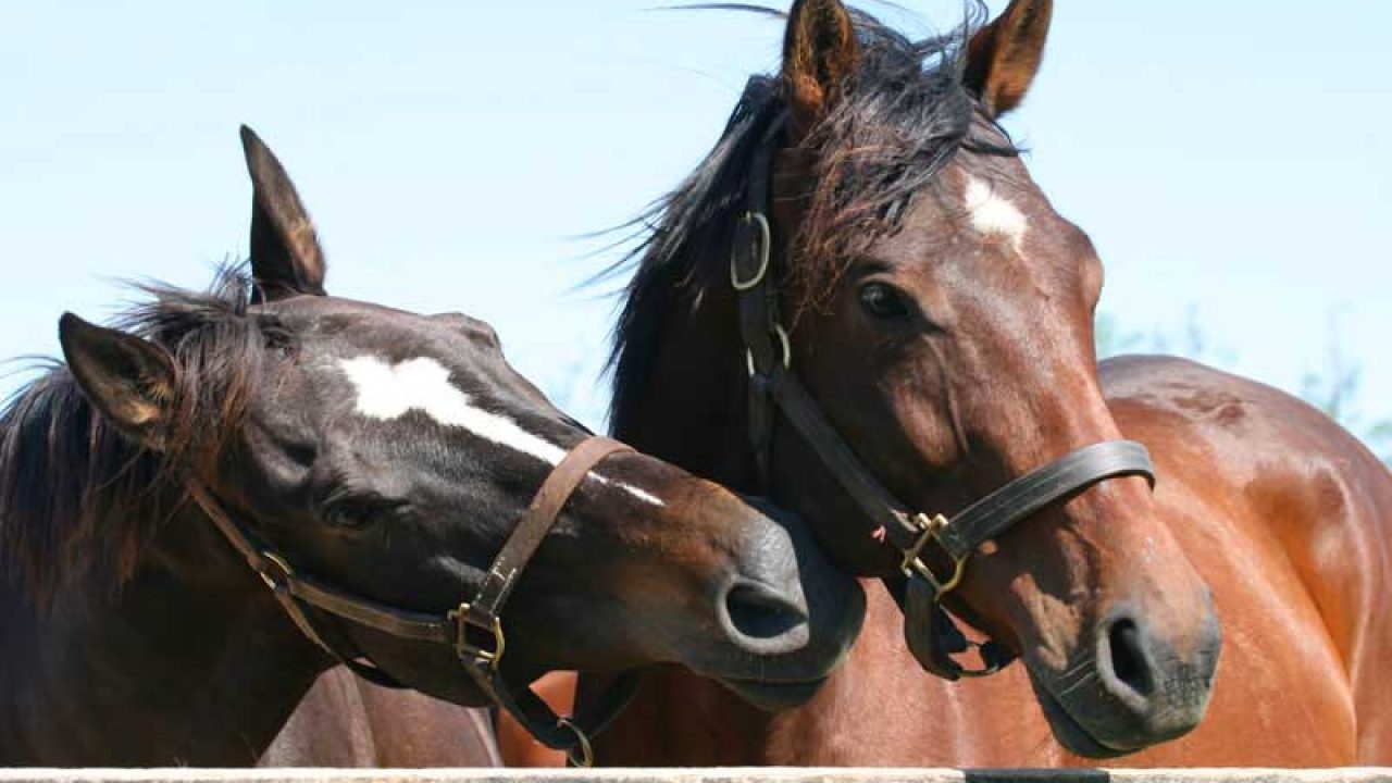 Stubborn horses aren't a real thing