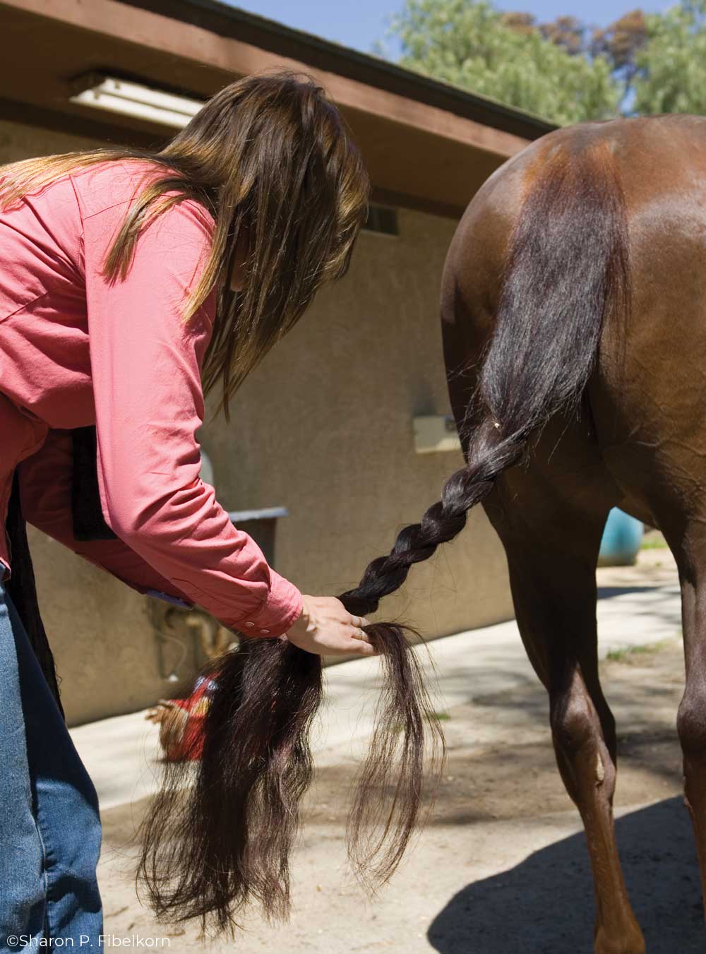 How to Wrap Your Horse's Tail Correctly - Young Rider