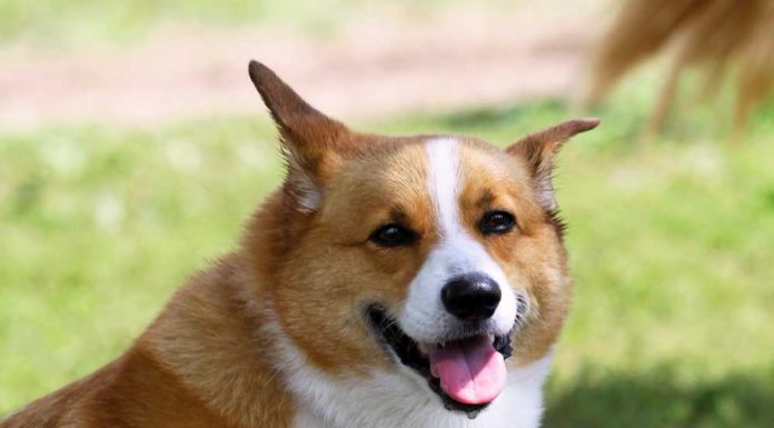 Corgi dog on a leash