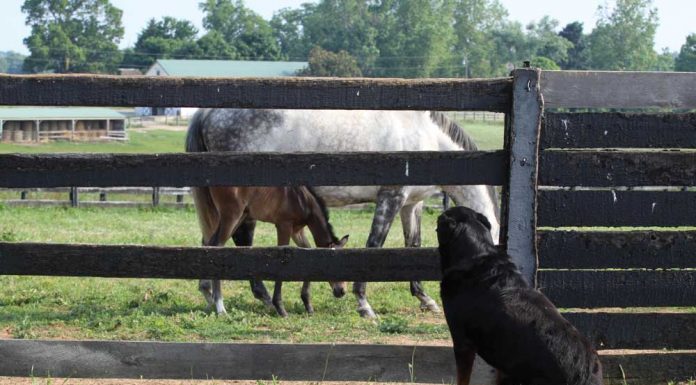 Mare and foal and barn dog