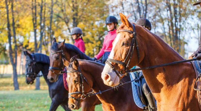 Group of English riders on a trail ride