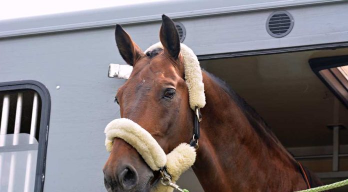 horse in a trailer