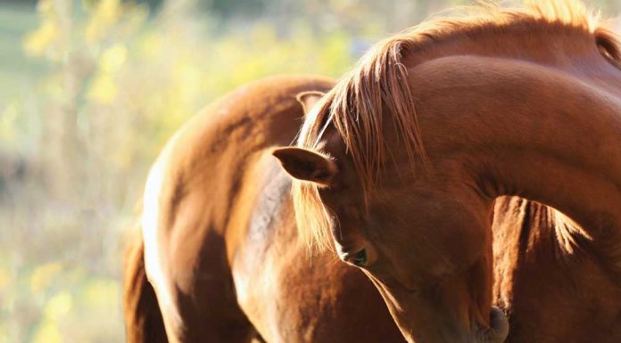 Chestnut horse scratching his shoulder