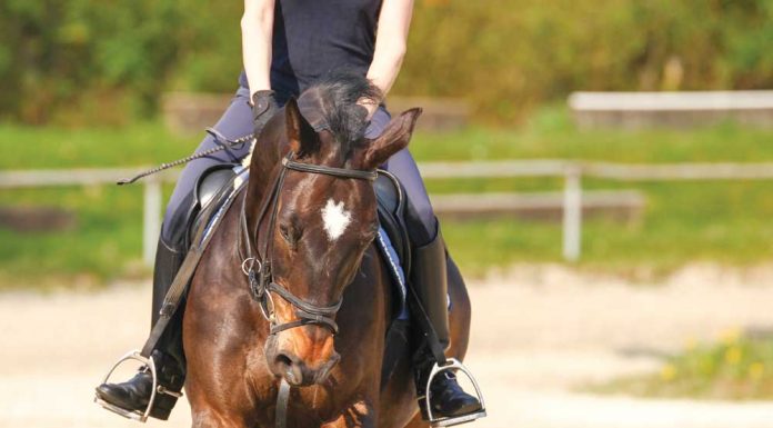 Bay horse bending around a circle