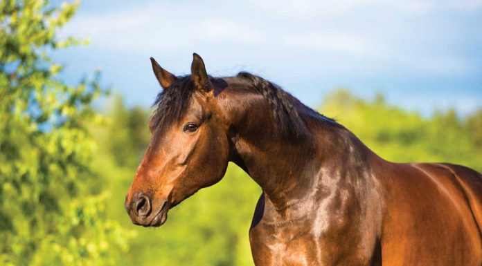 shiny bay horse in a field