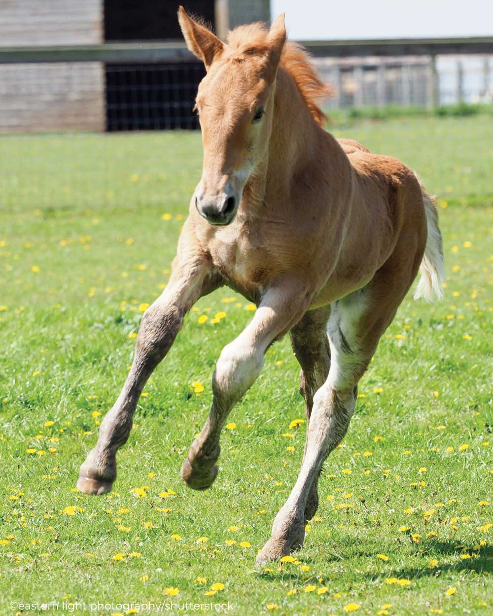 Suffolk Punch foal cantering in the pasture