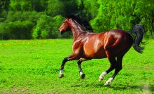 Regional Parasite Control For Horses Horse Illustrated - 