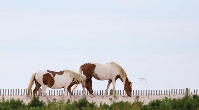 Two Chincoteague Ponies on the beach