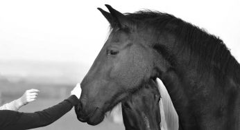 Alternatives to Horse Ownership