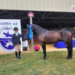 ASPCA Right Horse Adoptable Horse of the Week: Big City Seven