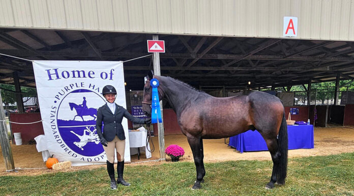 ASPCA Right Horse Adoptable Horse of the Week: Big City Seven