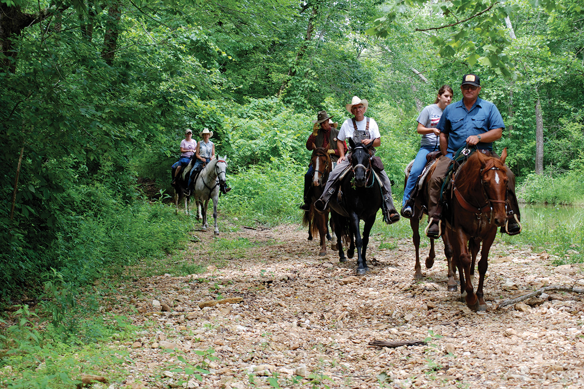 Missouri Fox Trotter horses on a trail ride