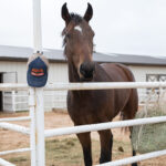 A horse at the ASPCA Equine Transition and Adoption Center