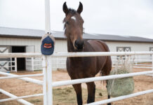 A horse at the ASPCA Equine Transition and Adoption Center