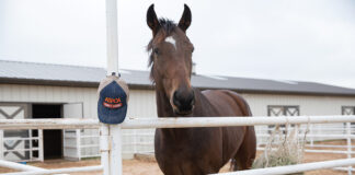 A horse at the ASPCA Equine Transition and Adoption Center