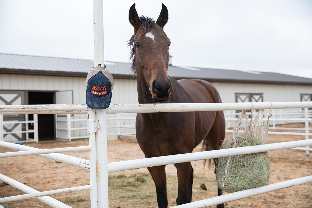 A horse at the ASPCA Equine Transition and Adoption Center