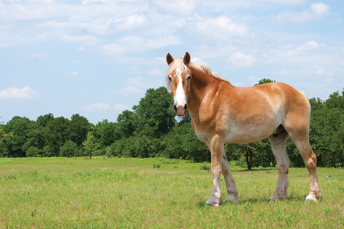 A Belgian horse, one of the biggest horse breeds in the world