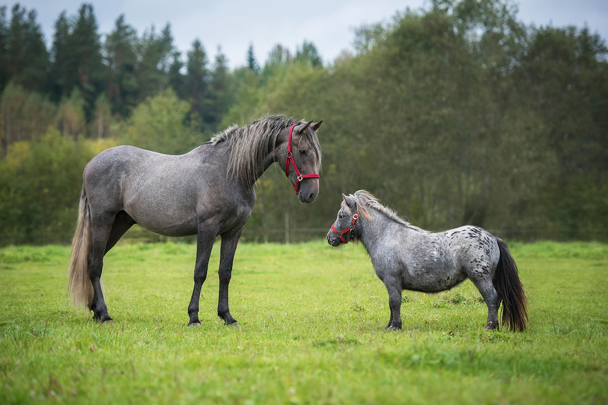 An Andalusian and a pony