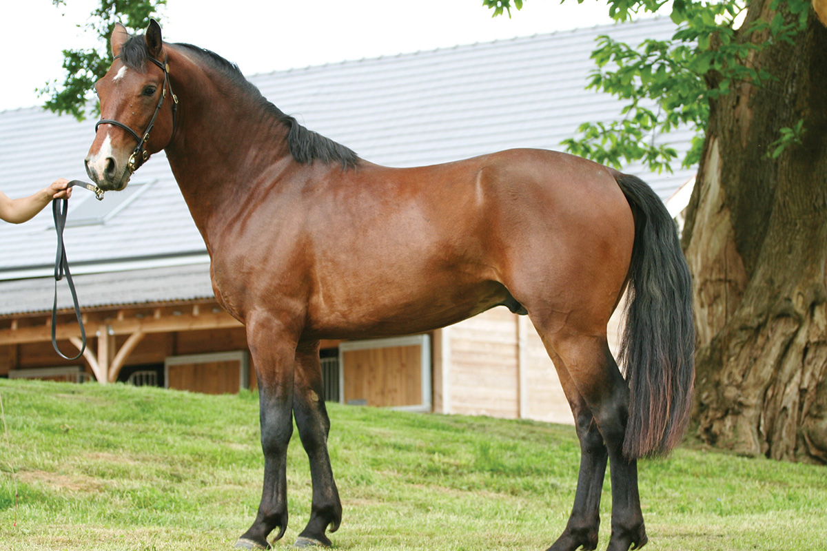 A conformation photo of a Connemara Pony