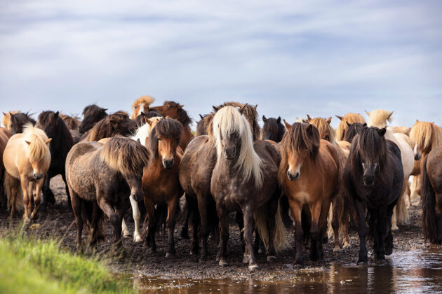 A herd of Icelandic Horses