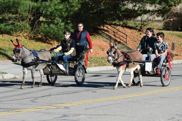 Two mini donkeys pulling carts.