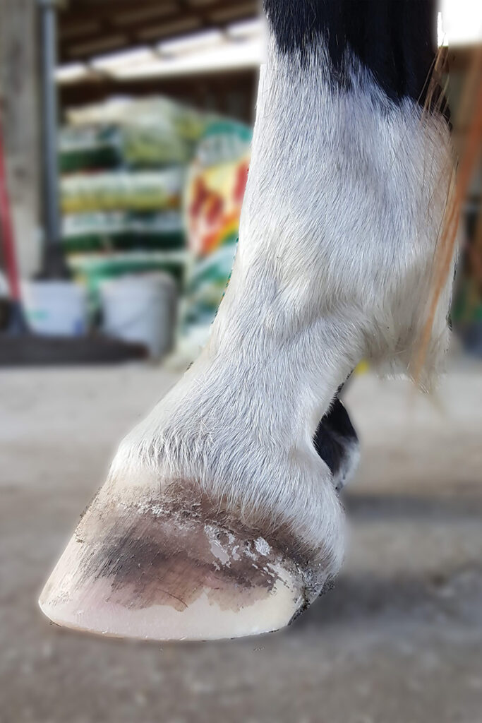 Keeping Your Horse Barefoot - Horse Illustrated