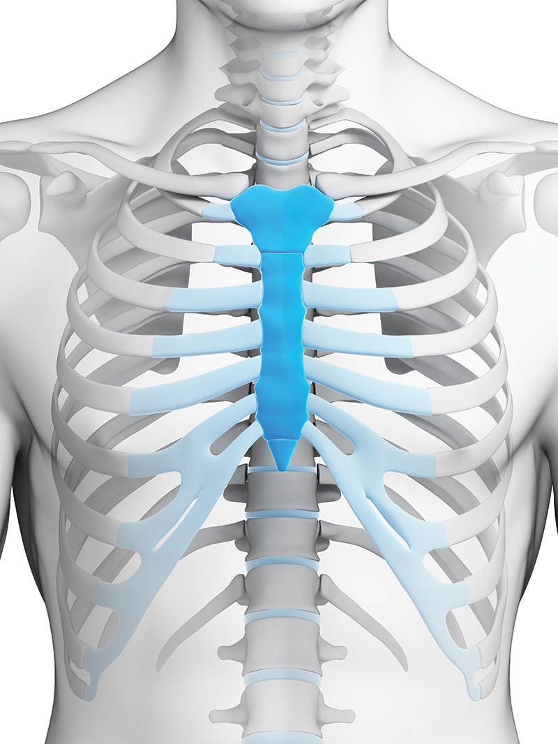 A diagram of the sternum, highlighted in blue