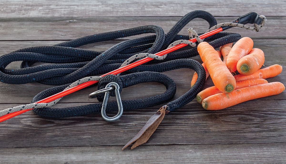 A lead rope, longe whip and carrots 