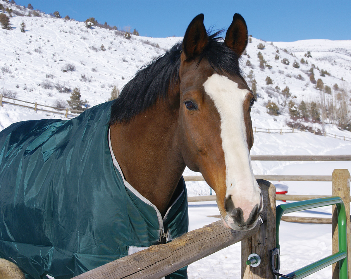 A blaze-faced gelding in the snow.