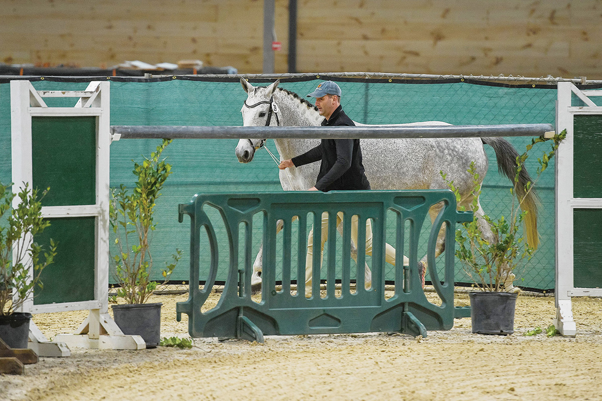 A gray filly being led through a course