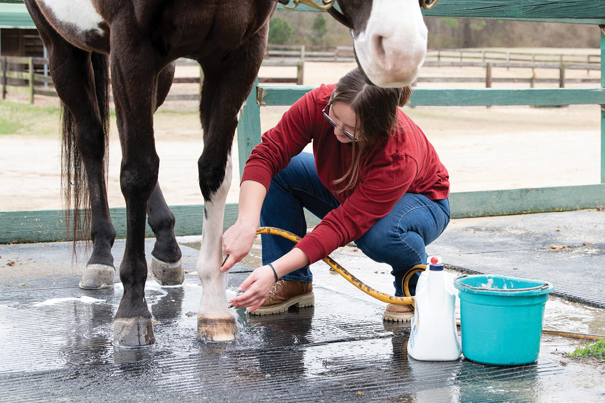 A woman washing a gelding's white leg