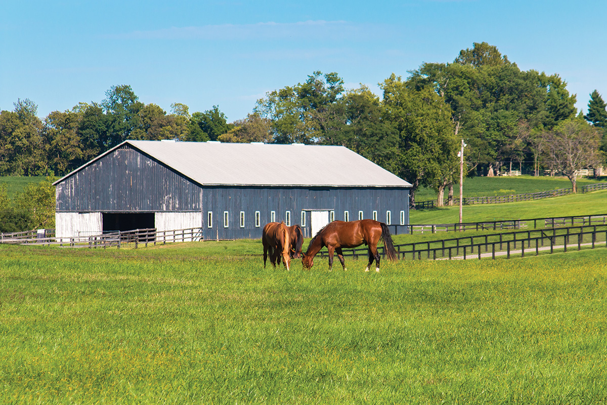 Herd compatibility is an important consideration for horsekeeping when you board or keep horses at home 