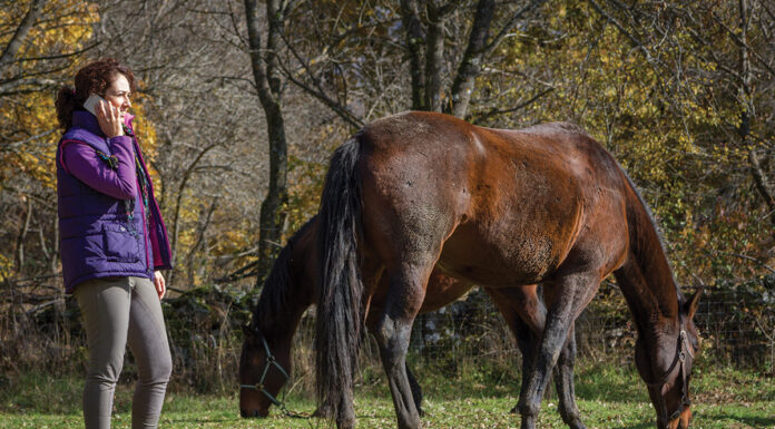 A horse owner wrestles with the difficult decision of selling her horse for financial reasons