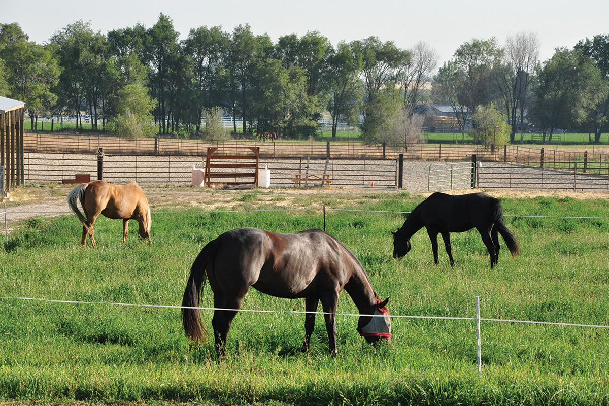 Horses grazing on a pasture with healthy management