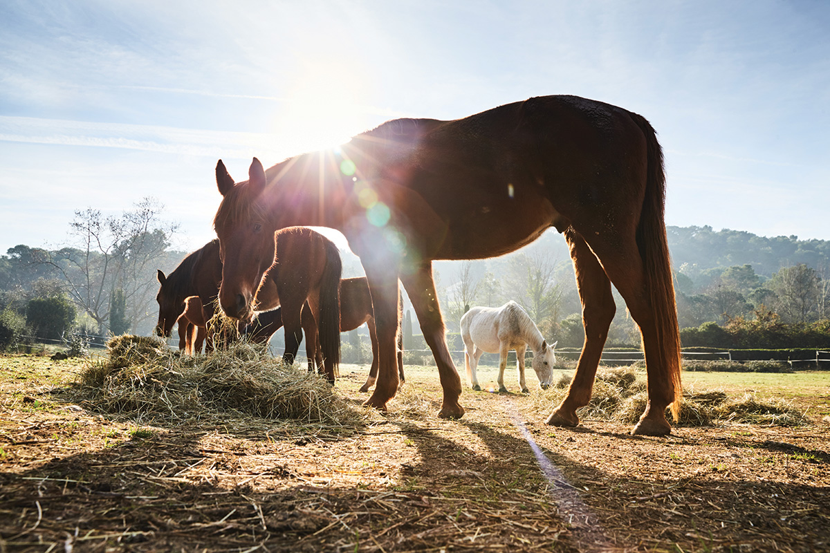 Horse Rescue: Equine Welfare Data Collective - Horse Illustrated