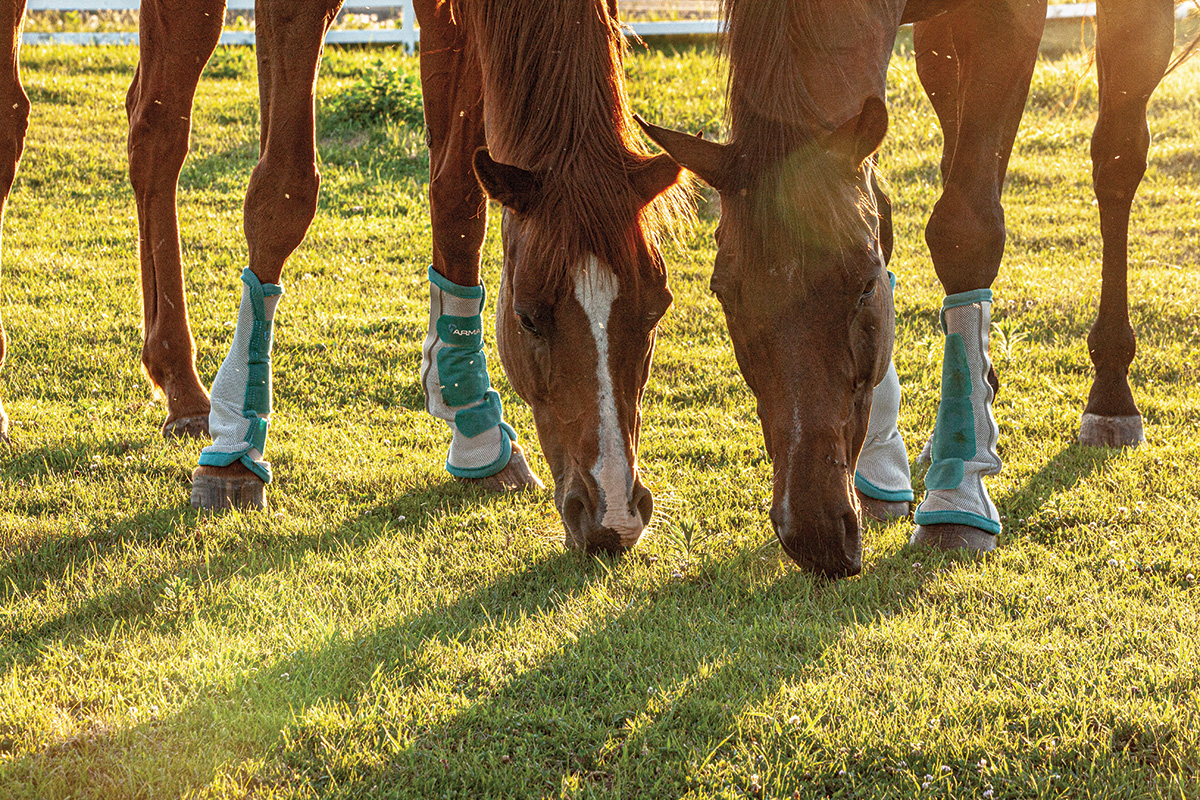 Horses wearing fly boots, which can help prevent ticks as well