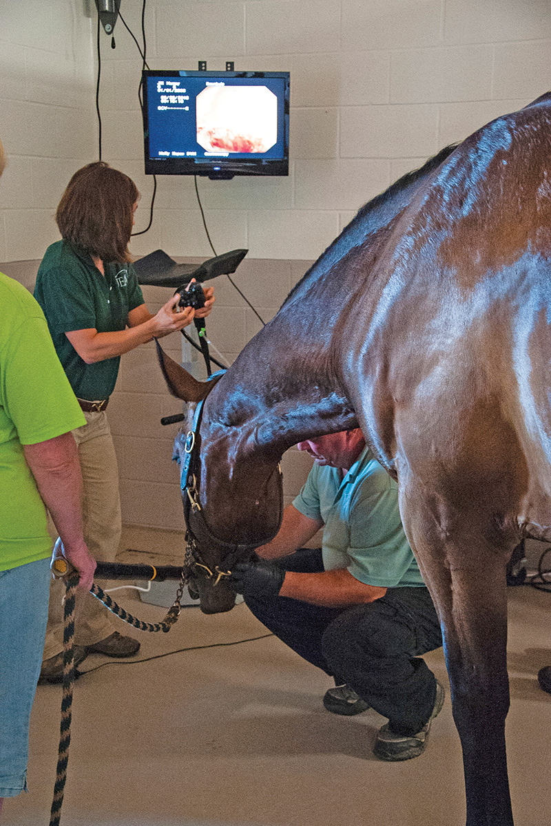 A gastroscope being used to diagnose gastric ulcers in a horse