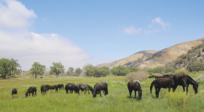 The Oak Creek horses herd