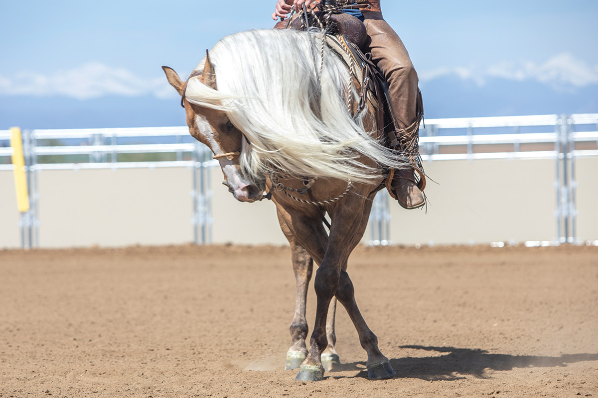 A palomino horse performs a reining spin