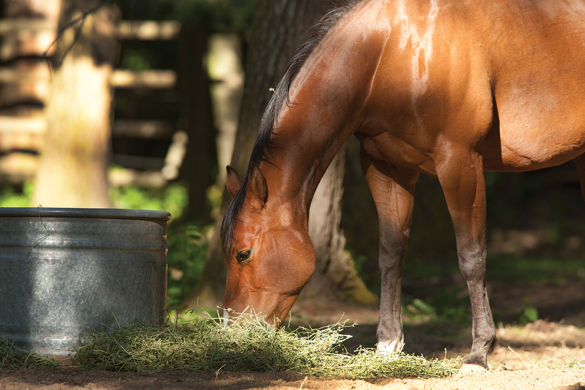 A bay eating hay off the ground