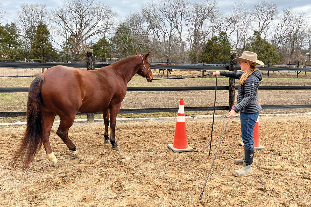 A trainer working with a gelding using the squeeze game method