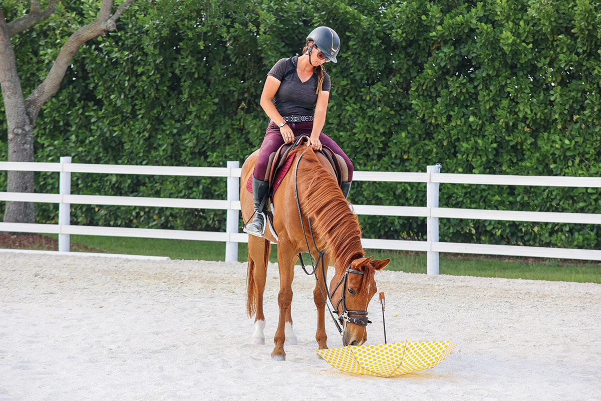 A chestnut mare investigates an umbrella on the ground