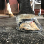 A significant portion of a horse's hoof cut away to treat white line disease