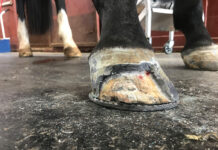 A significant portion of a horse's hoof cut away to treat white line disease