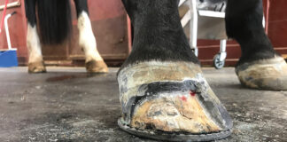 A significant portion of a horse's hoof cut away to treat white line disease