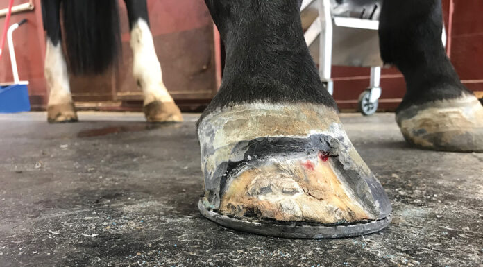 A significant portion of a horse's hoof cut away to treat white line disease