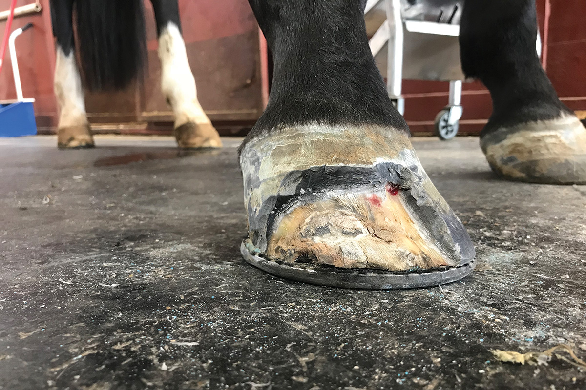 A significant portion of a horse's hoof cut away to treat white line disease