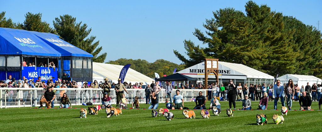 Corgis and handlers during the start of the final Maryland Corgi Cup race