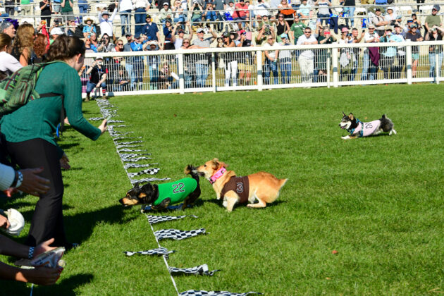 Winner of the 2024 Maryland Corgi Cup by a length, Elevation’s Zoe